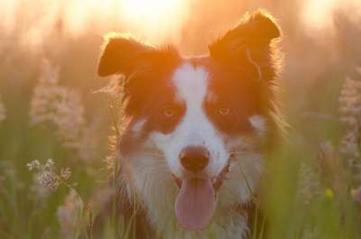 边境牧羊犬 夏天 日落 英国牧羊犬 景观 美丽的 太阳