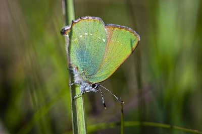 绿色Hairstreak Callophrys鲁比 自然 昆虫 动物