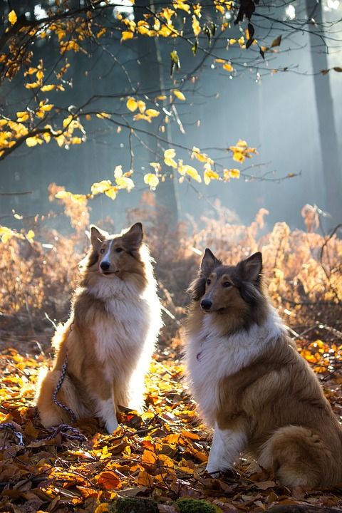 牧羊犬 狗 家畜 动物 动物肖像 毛皮 看法 野生动物 亲爱的