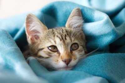 小猫 猫 宠物 可爱的 基蒂 毯子 看着 眼睛 猫科动物