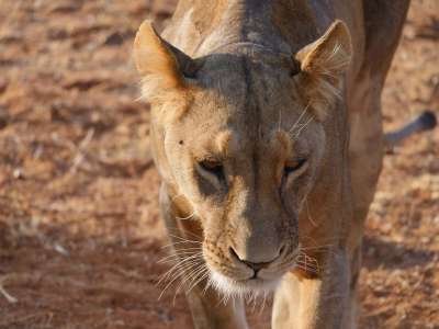 狮子 打猎 茎 母狮 大猫 女性 危险的 捕食者 动物 在狩猎