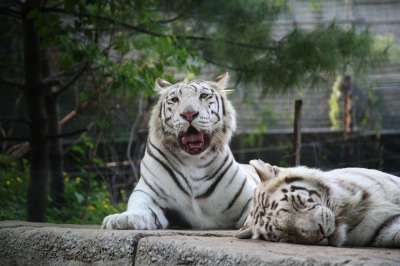 白虎 老虎 猫科动物 动物 动物园 毛皮 大猫 胡须 动物世界