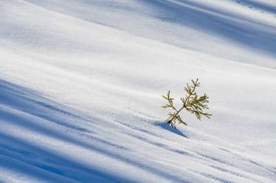 冬天 雪 植物 自然 寒冷的 霜 雪堆 阿尔卑斯山 布鲁尼