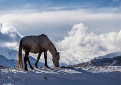 冬季 阿塞拜疆 马 景观 山 雪 云 牧场