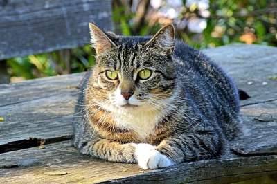 猫 鲭鱼 晒太阳 大花猫 家猫 家畜 猫眼 小胡子 放松 动物
