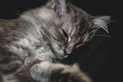 猫 宠物 动物 毛皮 小猫 猫科动物 哺乳动物 可爱的 基蒂