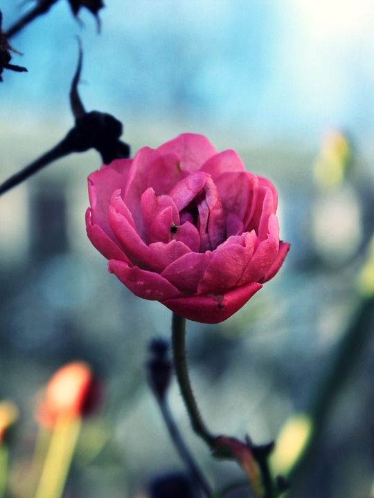 花 开花 粉色的 关闭 野花 红色的 有色 自然 逆光 冬天