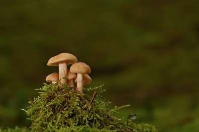 蘑菇 苔藓 森林 自然