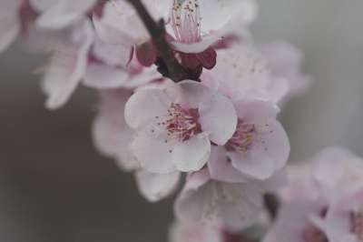 高清壁纸 梅花 花朵 春天 粉红色的花朵 花瓣 盛开 开花 枝杈