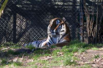 老虎 捕食者 野生动物 危险的 大猫 食肉动物 猫 自然 野猫