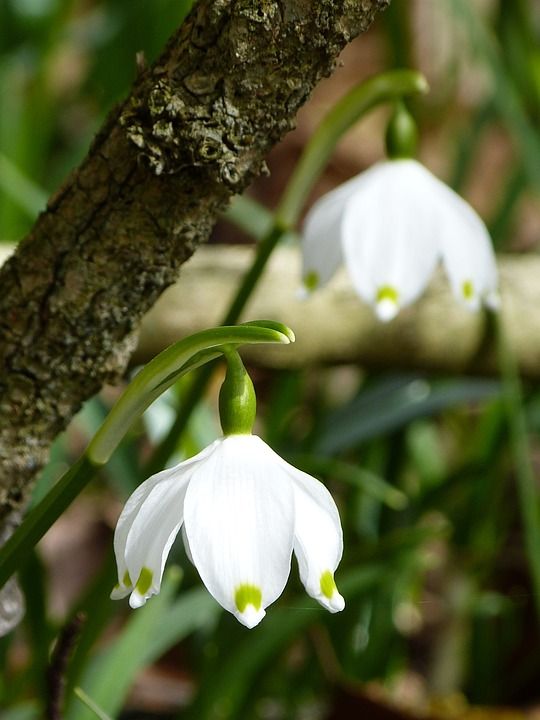 马岑贝歇尔 Fruehlingsknotenblume 春天 春天的花朵