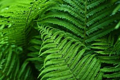 蕨类 植物 血管植物 叶 孢子 食物 药用 生物肥料 装饰品