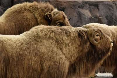 麝 动物 野生动物 水牛 哺乳动物 自然 Muskoxen