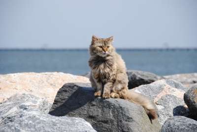 猫 野性的 海滩 岩石 户外的