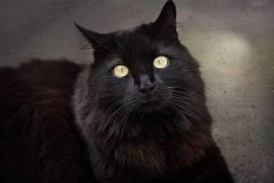 猫 黑猫 黑色的 家畜 动物 窗户 玻璃板 雨滴 猫眼