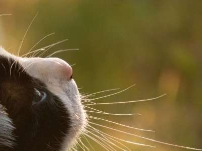 猫 小猫 脸 动物 野生动物 特写 国内动物 国内的猫 可爱的
