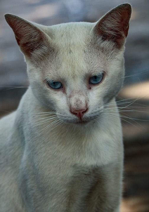 波斯猫 白皮肤 蓝眼睛 动物福利 美丽的生物 灰猫 灰色的美女