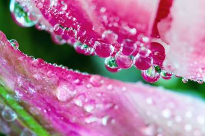 郁金香 雨滴 湿的 春天 开花 粉色的 白色的 水滴 花 滴