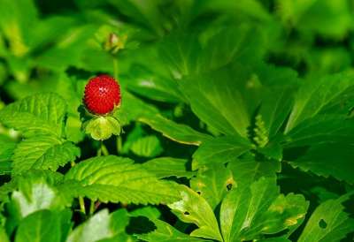 草莓 野生草莓 自然 浆果 水果 草莓厂 红色的 维生素 新鲜