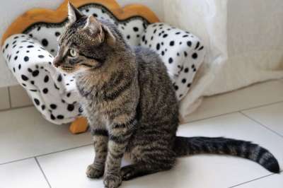 猫 老虎 动物 大猫 捕食者 可爱的 野生动物 家猫 猫脸