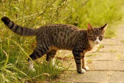 虎斑猫 鲭鱼 动物 哺乳动物 宠物 国内的 毛皮 常设 看着