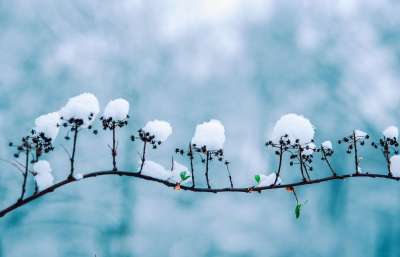 冬天 植物 雪 枝杈 背景 下雪的 霜 冰冷的 寒冷的