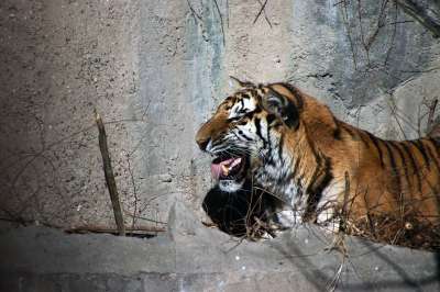 老虎 动物 野生猫 哺乳动物 动物群 野生动物