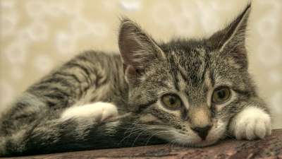 宿醉 小的 鲭鱼 小猫 家猫 家畜 可爱的 猫 猫宝宝 猫脸