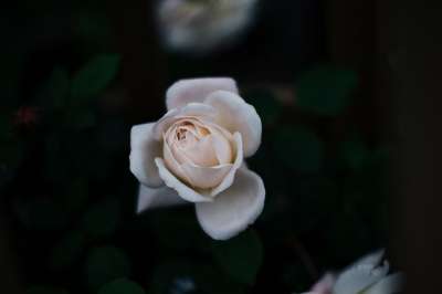 玫瑰 白玫瑰 花 白色的花 花瓣 玫瑰花瓣 白色的花瓣 玫瑰绽放