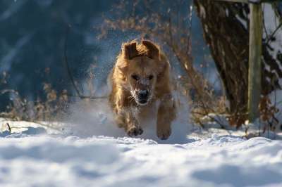 狗 冬天 雪 自然 动物 乐趣 玩 跑步