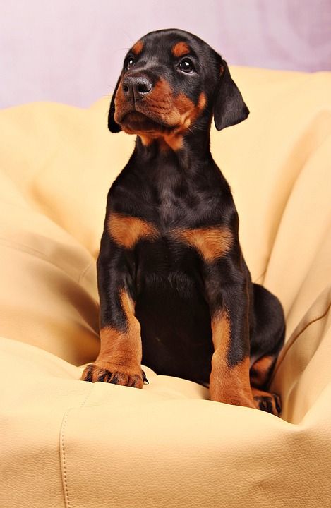 狗 杜宾 宠物 动物 犬类
