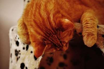 猫 宿醉 红色的 可爱的 鲭鱼 老虎 舒适 动物 家猫 毛皮