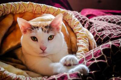 猫 呼噜声 小猫 宠物 毛皮 猫科动物 国内的 可爱的 基蒂