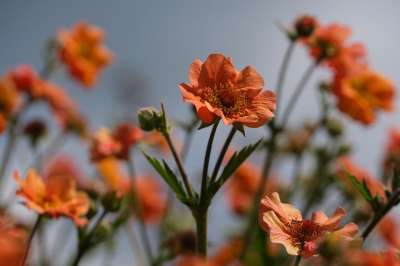 花 植物 花瓣 黄色雄蕊 今 Avens 橙色的 自然 开花
