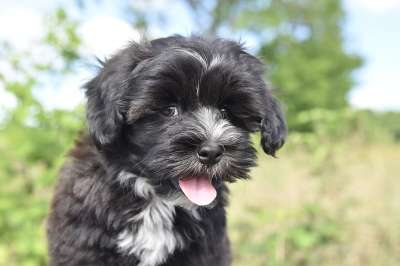 哈瓦那 比熊 小狗 顽皮的小狗 宠物 狗 犬类 哺乳动物 动物