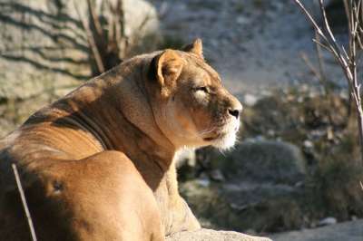 狮子 毛皮 动物 捕食者 野生动物 大猫 猫 野猫 哺乳动物