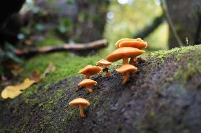 蘑菇 菌 真菌学 苔藓 森林地面 野生蘑菇 自然