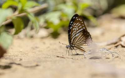 蓝虎 Tirumala Limniace 蝴蝶 昆虫 自然 蓝色的