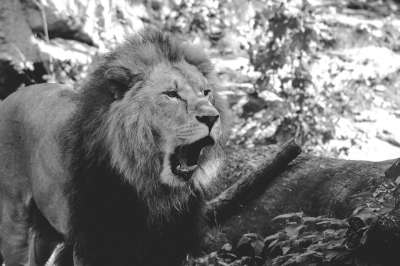 狮子 动物园 怒吼 男性 捕食者 大猫 丛林之王 危险的