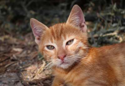 猫 小的 红色的 小猫 家畜 年轻 俏皮的 看法 严峻 猫脸