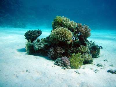 珊瑚 水下绿洲 洋底 潜水 水下 水 海 水下世界 海洋生物
