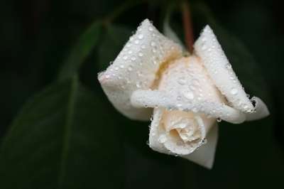 悲伤 白玫瑰 露珠 白花 花 玫瑰 开花 自然 关闭 滴 水