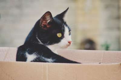 猫咪 哺乳动物 猫 动物 动物医院 老虎 毛皮 捕食者 肉食的