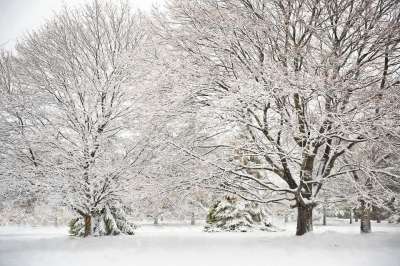 下雪的 树木 雪 冬天 景观 场景 寒冷的 白色的 圣诞节
