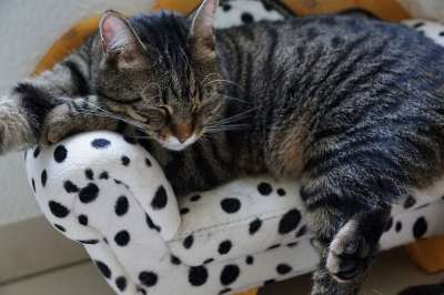 家畜 动物 可爱的 猫 国内的 哺乳动物 肖像 寻找 小猫