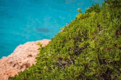 细节 工厂 衬套 海岸 岩石 海 蓝色的海 西班牙 马略卡岛