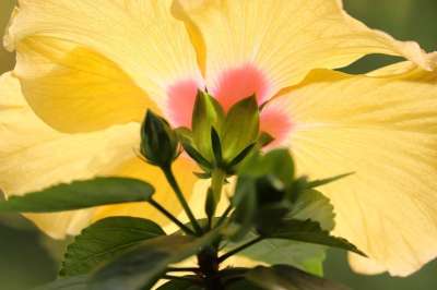 芙蓉 花 花瓣 植物 棉花糖 开花 盛开 锦葵 锦 观赏植物