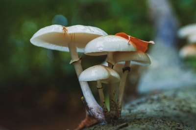 蘑菇 植物 毒菌 真菌学 森林 荒野 自然 真菌种类 特写