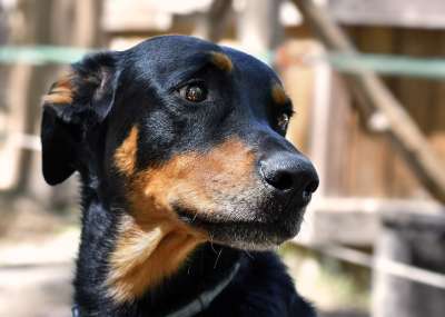 狗 博塞龙 头 犬类 外形 肖像 狗肖像 动物肖像 伤心 悲伤