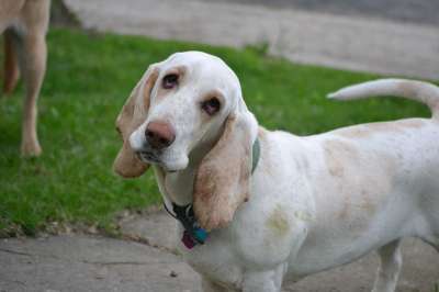 狗 巴吉度猎犬 猎犬 巴塞特 动物 宠物 犬类 品种 纯种